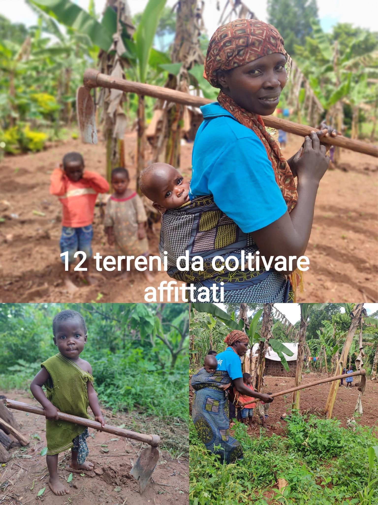 12 terreni affittati